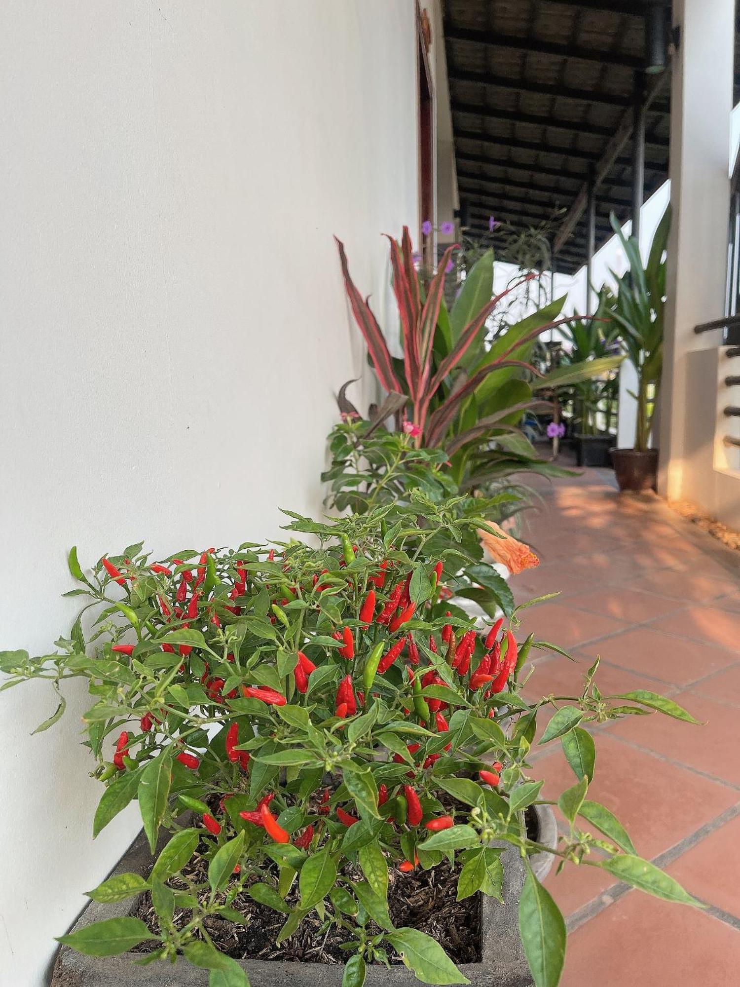 Sunset View Guest House Ciudad de Siem Riep Exterior foto